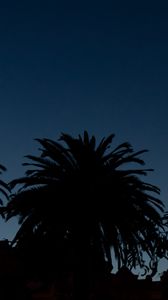 Preview wallpaper palm trees, dark, silhouettes, outlines, night