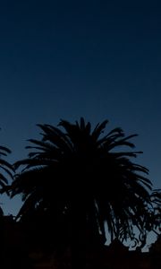 Preview wallpaper palm trees, dark, silhouettes, outlines, night