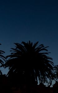 Preview wallpaper palm trees, dark, silhouettes, outlines, night