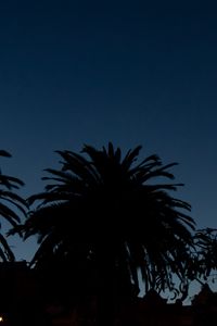 Preview wallpaper palm trees, dark, silhouettes, outlines, night