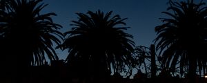 Preview wallpaper palm trees, dark, silhouettes, outlines, night