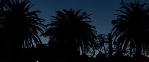 Preview wallpaper palm trees, dark, silhouettes, outlines, night