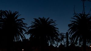 Preview wallpaper palm trees, dark, silhouettes, outlines, night