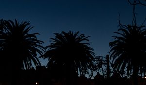 Preview wallpaper palm trees, dark, silhouettes, outlines, night