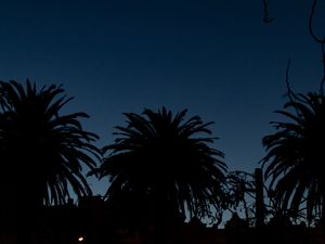 Preview wallpaper palm trees, dark, silhouettes, outlines, night