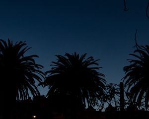 Preview wallpaper palm trees, dark, silhouettes, outlines, night