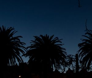 Preview wallpaper palm trees, dark, silhouettes, outlines, night