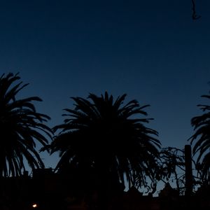 Preview wallpaper palm trees, dark, silhouettes, outlines, night