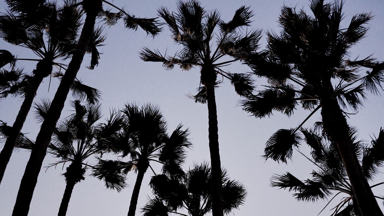 Wallpaper palm trees, dark, sky, dusk hd, picture, image