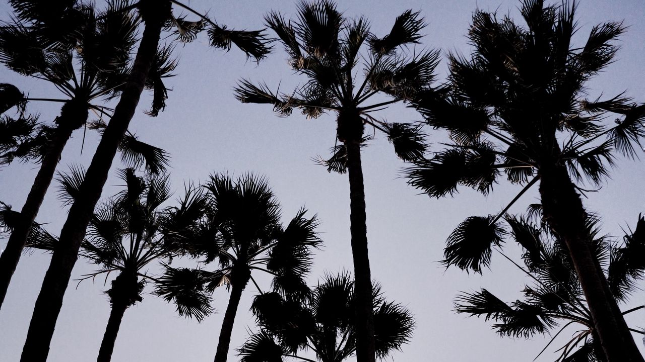 Wallpaper palm trees, dark, sky, dusk