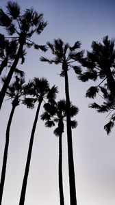 Preview wallpaper palm trees, dark, sky, dusk