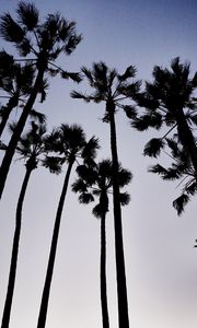 Preview wallpaper palm trees, dark, sky, dusk