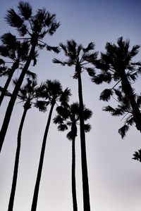 Preview wallpaper palm trees, dark, sky, dusk