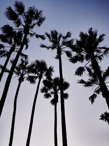 Preview wallpaper palm trees, dark, sky, dusk