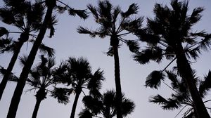 Preview wallpaper palm trees, dark, sky, dusk