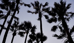 Preview wallpaper palm trees, dark, sky, dusk