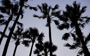 Preview wallpaper palm trees, dark, sky, dusk