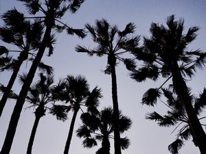 Preview wallpaper palm trees, dark, sky, dusk