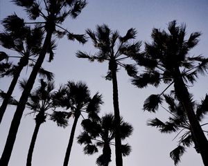 Preview wallpaper palm trees, dark, sky, dusk