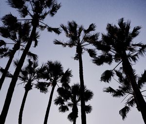 Preview wallpaper palm trees, dark, sky, dusk