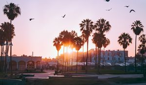 Preview wallpaper palm trees, dawn, birds, venice beach, los angeles, united states