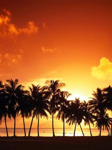 Preview wallpaper palm trees, decline, silhouettes, number, coast, sea, sky