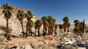 Preview wallpaper palm trees, desert, stones, nature