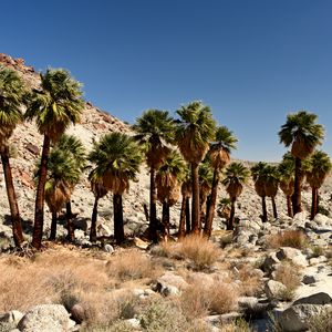 Preview wallpaper palm trees, desert, stones, nature