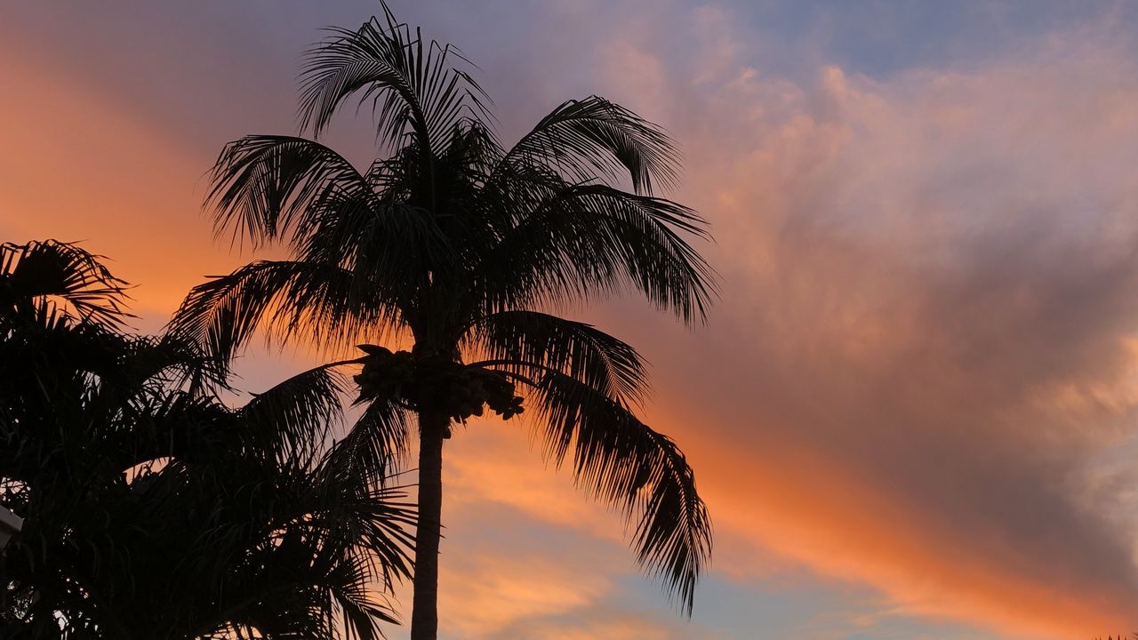 Wallpaper palm trees, dusk, evening, dark, summer hd, picture, image
