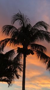 Preview wallpaper palm trees, dusk, evening, dark, summer