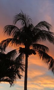 Preview wallpaper palm trees, dusk, evening, dark, summer