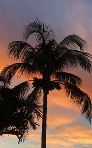 Preview wallpaper palm trees, dusk, evening, dark, summer