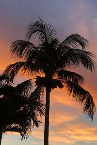 Preview wallpaper palm trees, dusk, evening, dark, summer