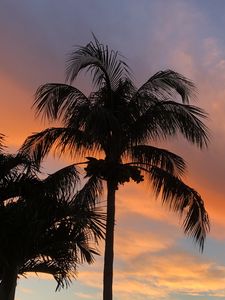 Preview wallpaper palm trees, dusk, evening, dark, summer