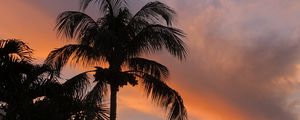 Preview wallpaper palm trees, dusk, evening, dark, summer