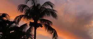 Preview wallpaper palm trees, dusk, evening, dark, summer