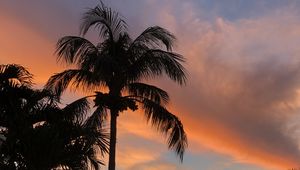 Preview wallpaper palm trees, dusk, evening, dark, summer