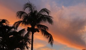 Preview wallpaper palm trees, dusk, evening, dark, summer