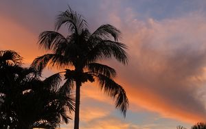 Preview wallpaper palm trees, dusk, evening, dark, summer