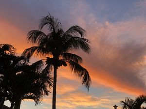 Preview wallpaper palm trees, dusk, evening, dark, summer