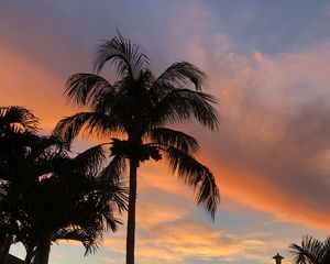 Preview wallpaper palm trees, dusk, evening, dark, summer