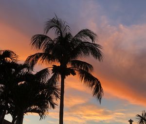 Preview wallpaper palm trees, dusk, evening, dark, summer