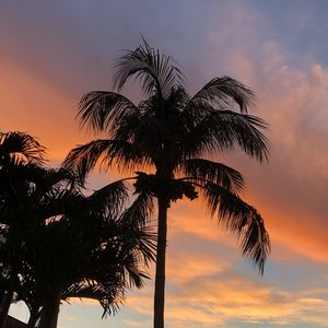 Preview wallpaper palm trees, dusk, evening, dark, summer