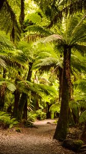 Preview wallpaper palm trees, forest, tropics, trail, nature