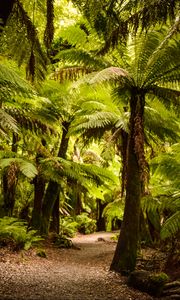 Preview wallpaper palm trees, forest, tropics, trail, nature