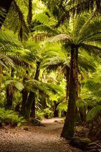 Preview wallpaper palm trees, forest, tropics, trail, nature