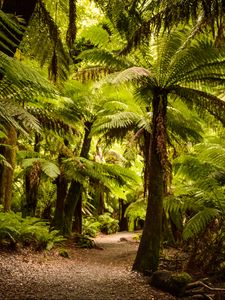 Preview wallpaper palm trees, forest, tropics, trail, nature