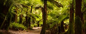 Preview wallpaper palm trees, forest, tropics, trail, nature