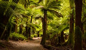 Preview wallpaper palm trees, forest, tropics, trail, nature