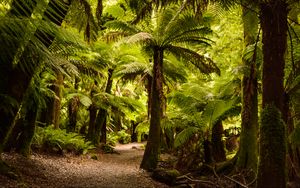 Preview wallpaper palm trees, forest, tropics, trail, nature